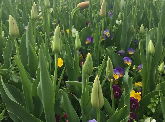 Stella Angela 巴多利诺